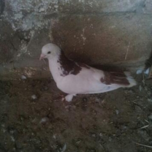 satilir qirmizi boynu gullu erkey