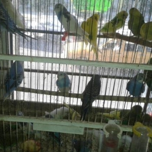 Satisda Qefesler..Papuqaylar..Vitaminli yemler..Mi