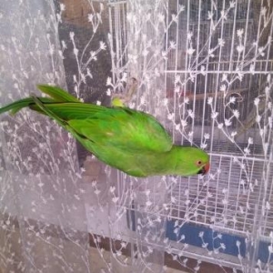 1 yashinda tam saglam ojereloviy papuqay.bol vitam