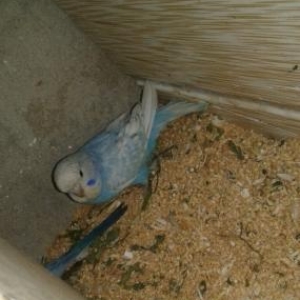 cex spingl bala deyiwdirilir ve ya satilir