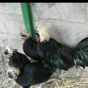 Mende her cur dekorotiv quslar var.