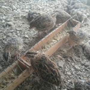 hovsanda saxliyiram aciq veziyetde dermansiz saxla