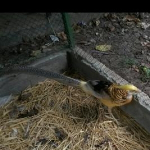 Mende her cur dekorotiv quslar var.