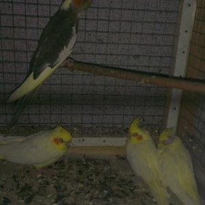 karella satilir aglar