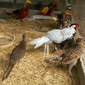 Mende her cur dekorotiv quslar var.