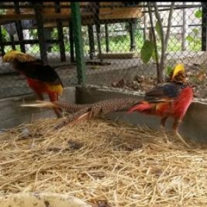 Mende her cur dekorotiv quslar var.