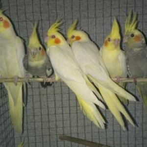 karella satilir aglar