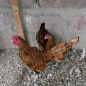 Mende her cur dekorotiv quslar var.