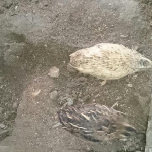 hovsanda saxliyiram aciq veziyetde dermansiz saxlam bildircinerdi awaq