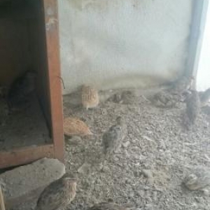 hovsanda saxliyiram aciq veziyetde dermansiz saxlam bildircinerdi awaq