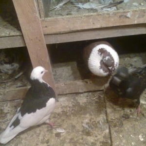 Qus Aliram 1 2 3  azden tergizme     24 saat zeng 