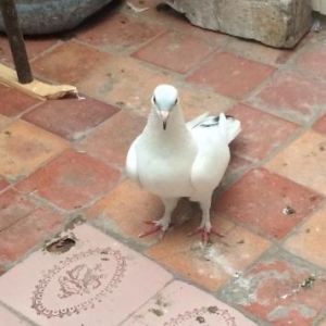 16 tuk mayadi satilir