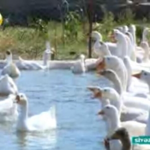 Salam.Bu qazlar Ukraniye sortlu qazlardir,tam saglamdirlar,xususi qull