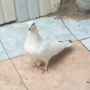 16 tuk mayadi satilir