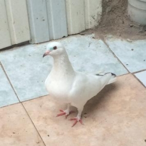 16 tuk mayadi satilir