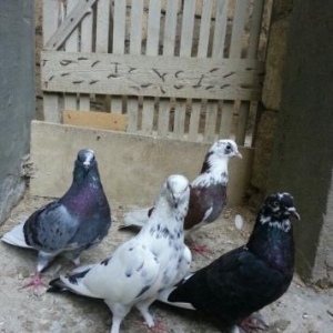 satilir 4 denesine 25 goy 16 quyruk du