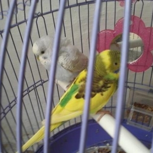 qefes su qabi yem qabi 1 cut erkek dişi quw sap s