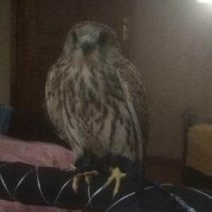 Продаю Сокол Пустельга при�