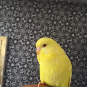 Saf qan çex papuqaylarimi satiram,