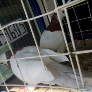 Boynu Gullu Qirmizi quyruq kekil