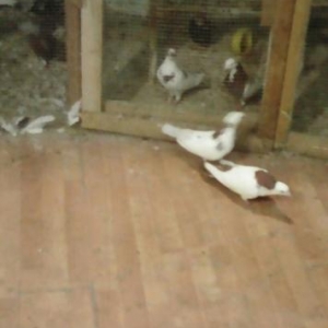 Boynu Gullu Qirmizi quyruq kekil