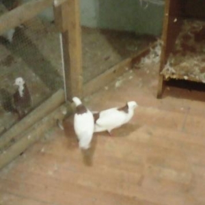 Boynu Gullu Qirmizi quyruq kekil