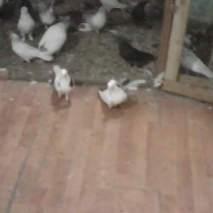 Boynu Gullu Qirmizi quyruq kekil