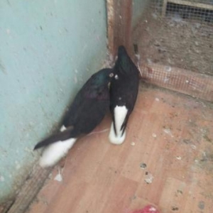 24 saat zeng vap ve yaza bilersiz   Razilasma Yolu