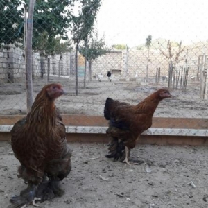 Bramalar satılır temiz cins Layt Gold!!!