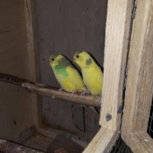 bala quslar 3 ve 4 aylix olar