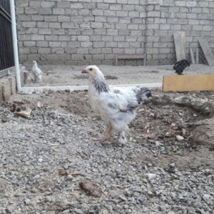 Bramalar satılır temiz cins Layt Gold!!!