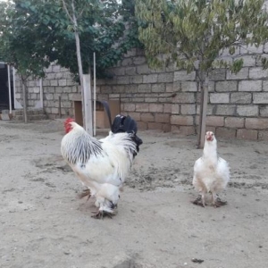 Bramalar satılır temiz cins Layt Gold!!!