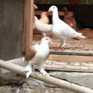 fotoda gördüğünüz iki heyvanada maya axtarira