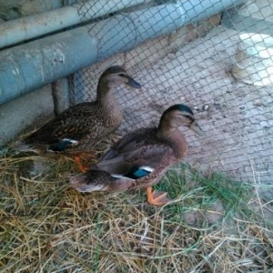 Col ordeyi satilir bir erkek bir disi