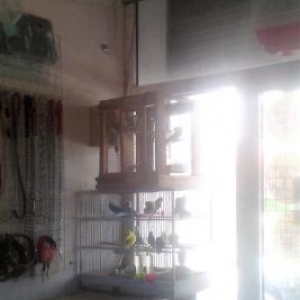 Papuqaylar  və qəfəslər