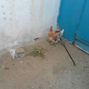 təcili brama satılır