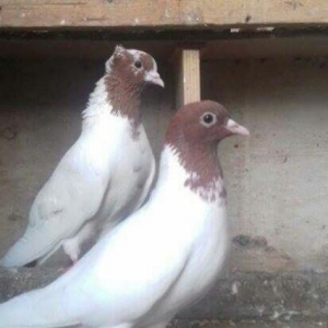 tek tek satilmir..25 quwdu..Ve quwxanayla birlikde satilir..