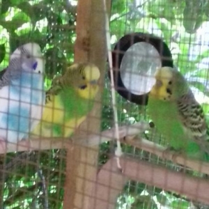 tek tek satilmir..25 quwdu..Ve quwxanayla birlikde satilir..