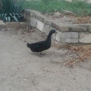 kayuqa ordeyi.erkek uc illik.