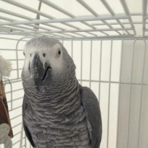 Satıram  Jako popuqay