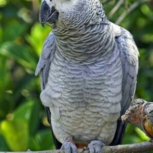 Satıram  Jako popuqay