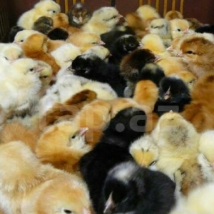 . Rəngbərəng, alabəzək kənd cücələri satılır