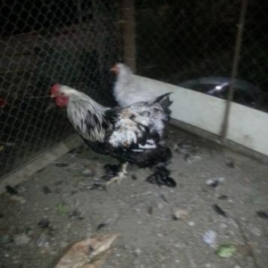 brama ayagi tuklu xoruz