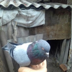 cüt göyərçinlər satılır alabula bala verirlər