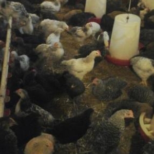 50 gunliy cuceler qiymet zeng edin dansaq ceki 900qram