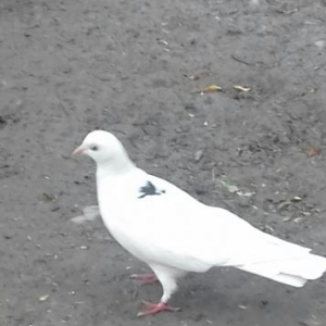 cüt göyərçinlər satılır alabula bala verirlər