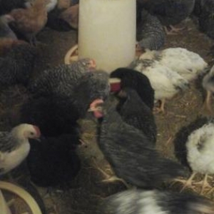 50 gunliy cuceler qiymet zeng edin dansaq ceki 900qram