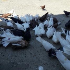 20 dene tutulma quw var satlram