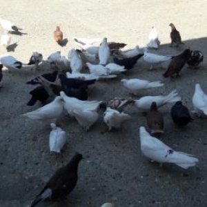 20 dene tutulma quw var satlram