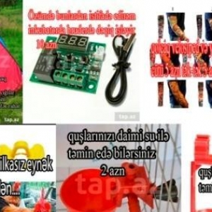 Quşlar üçün şpilkasız eynək